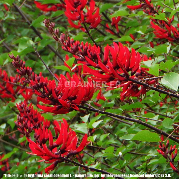Corail tree, Erythrina Coralodendron image